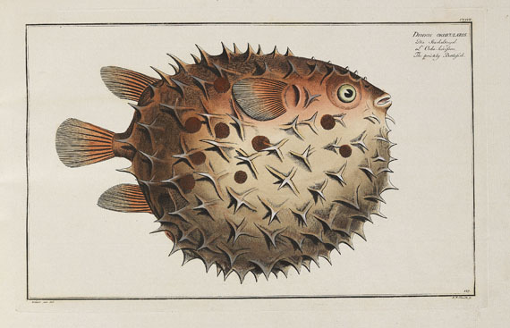 Marcus Elieser Bloch - Oecon. Naturgeschichte der Fische/d. ausländ. Fische. 5 Text- u. 4 Tafelbde. Zus. 9 Bde. 1782-87. - Autre image