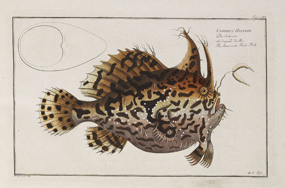 Marcus Elieser Bloch - Oecon. Naturgeschichte der Fische/d. ausländ. Fische. 5 Text- u. 4 Tafelbde. Zus. 9 Bde. 1782-87. - Autre image