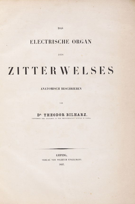 Theodor Bilharz - Das electrische Organ des Zitterwelses. 1857. - Autre image