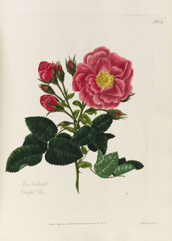 Mary Lawrance - A collection of roses. 1799. - Autre image