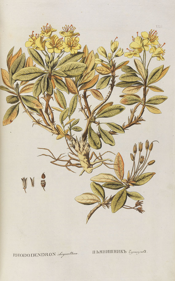 Peter Simon Pallas - Flora Rossica. 1784-88.