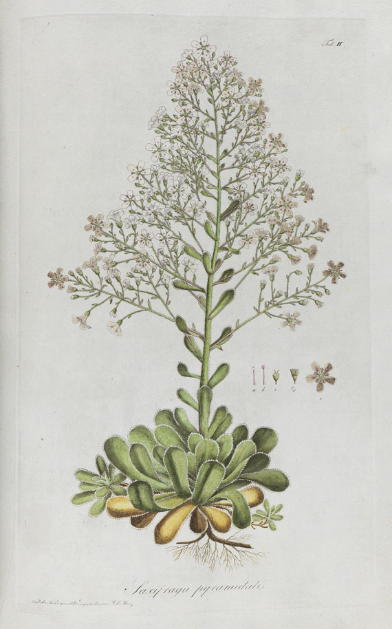 Kaspar M. von Sternberg - Revisio saxifragarum. 1810.