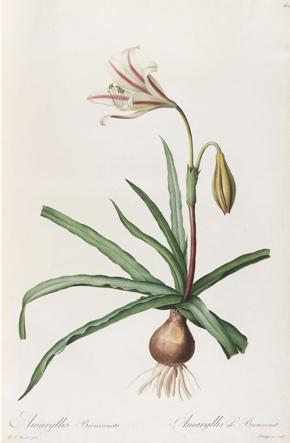 Pierre Joseph Redouté - Liliacées. 8 Bde. 1802-16. - Autre image