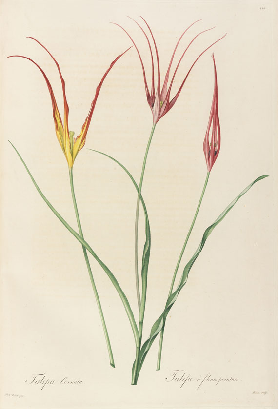 Pierre Joseph Redouté - Liliacées. 8 Bde. 1802-16. - Autre image