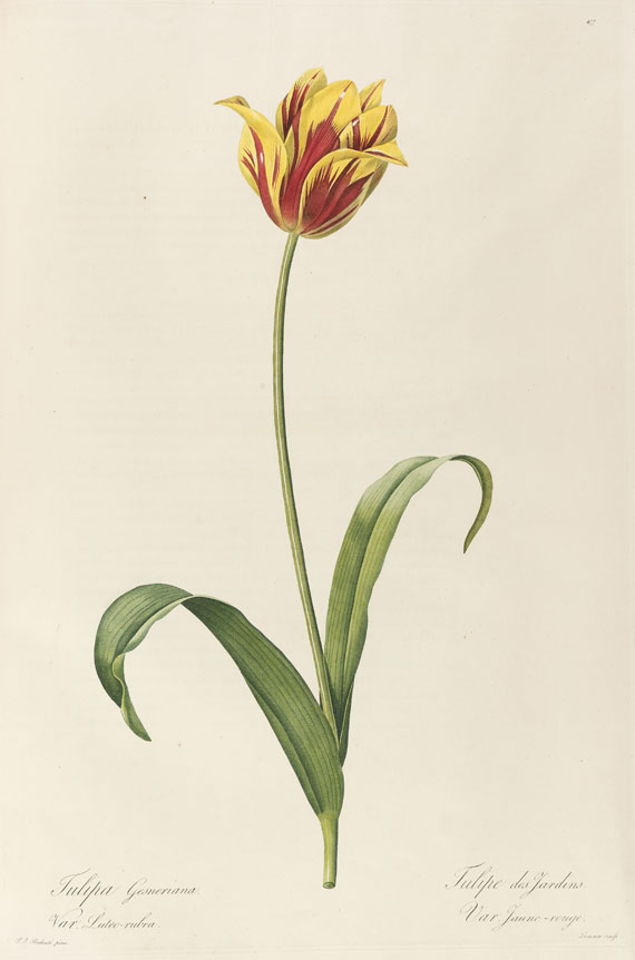 Pierre Joseph Redouté - Liliacées. 8 Bde. 1802-16. - Autre image