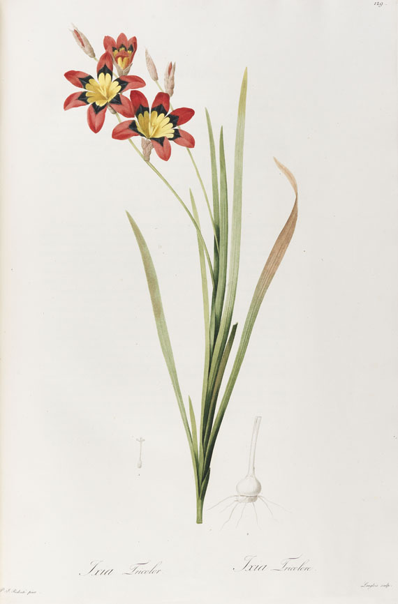 Pierre Joseph Redouté - Liliacées. 8 Bde. 1802-16. - Autre image