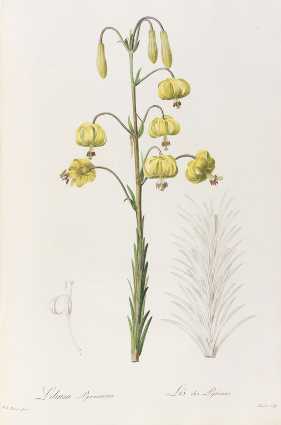 Pierre Joseph Redouté - Liliacées. 8 Bde. 1802-16. - Autre image