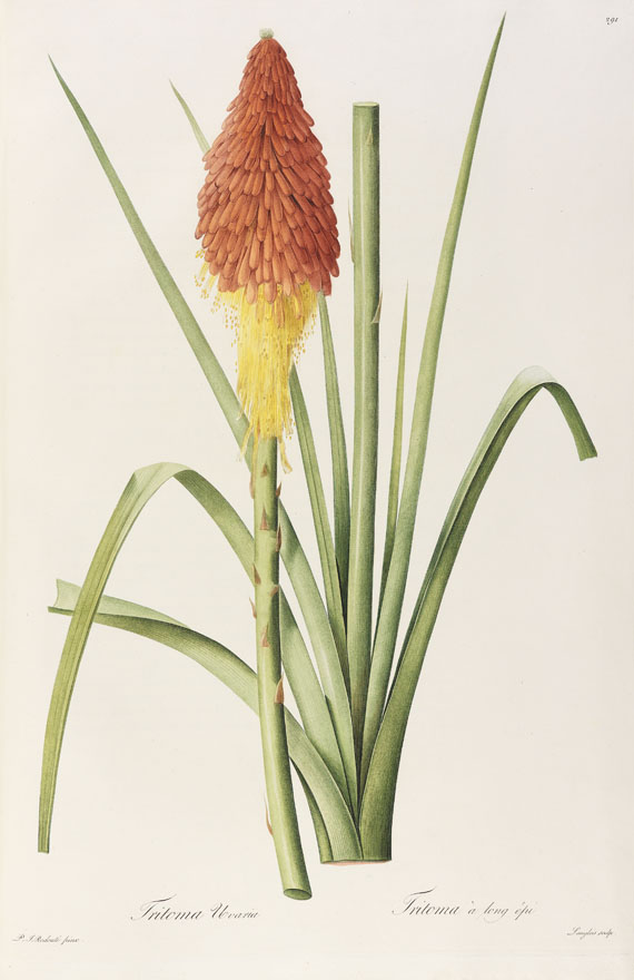 Pierre Joseph Redouté - Liliacées. 8 Bde. 1802-16. - Autre image