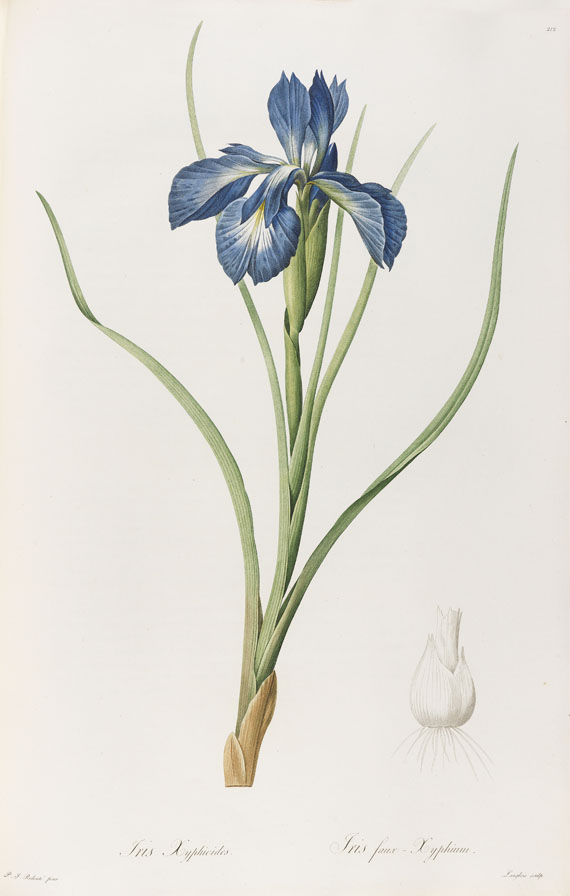 Pierre Joseph Redouté - Liliacées. 8 Bde. 1802-16. - Autre image