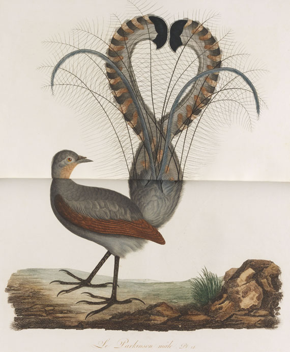 Jean Baptiste Audebert - Oiseaux dorés ou reflets métalliques. 1802. 2 Bde.. - Autre image