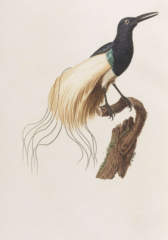 Jean Baptiste Audebert - Oiseaux dorés ou reflets métalliques. 1802. 2 Bde.. - Autre image