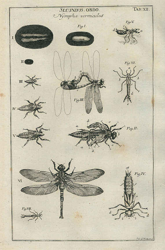 Johann Swammerdamm - Buch der Natur. 1752.