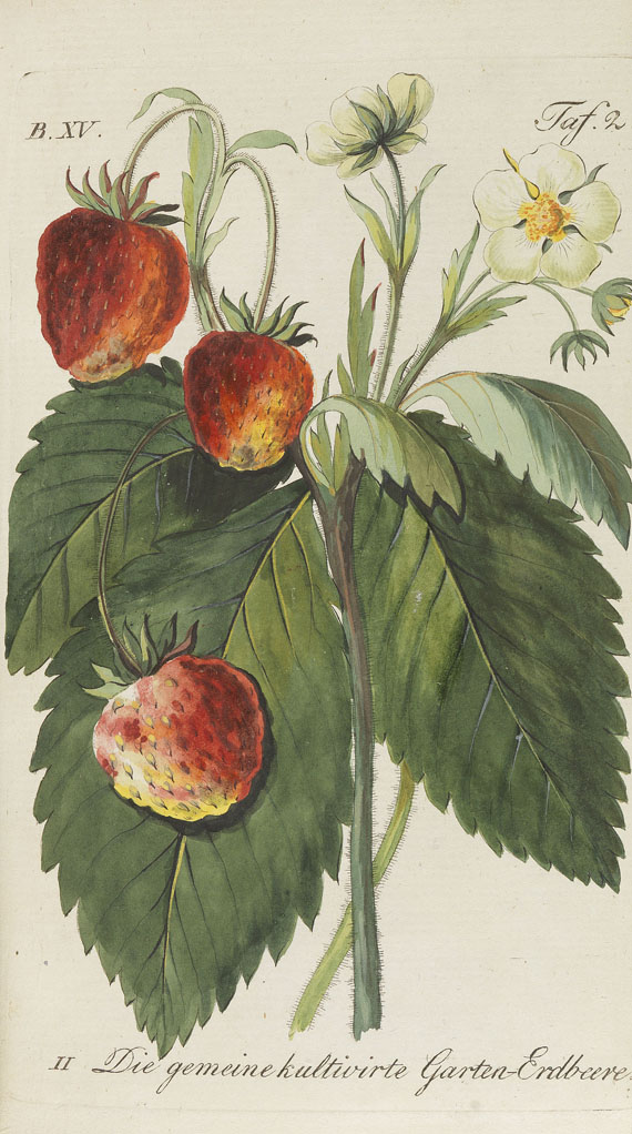 Johann Volckmar Sickler - Teutsche Obstgärtner. 1794- 1802. 7 Bde.