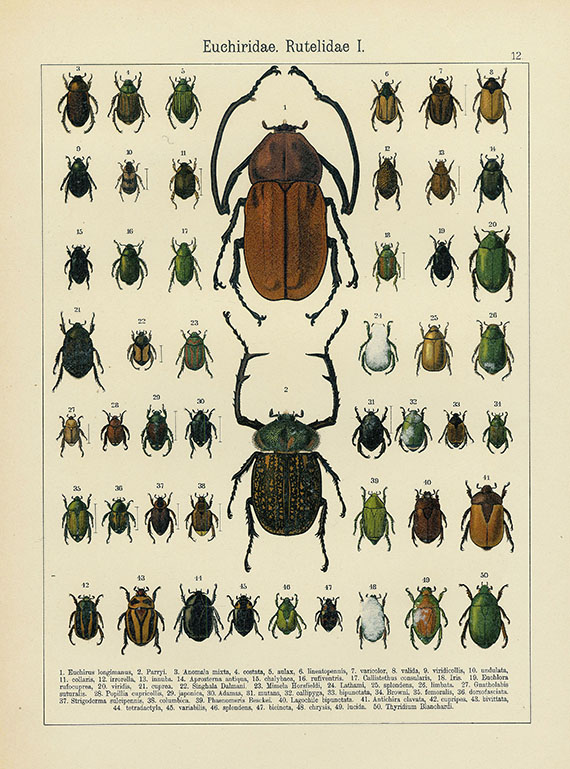 Alexander Heyne - Die exotischen Käfer. 1908. 2 Bde.