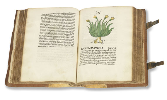   - Herbarius Patavie. 1485. - Autre image