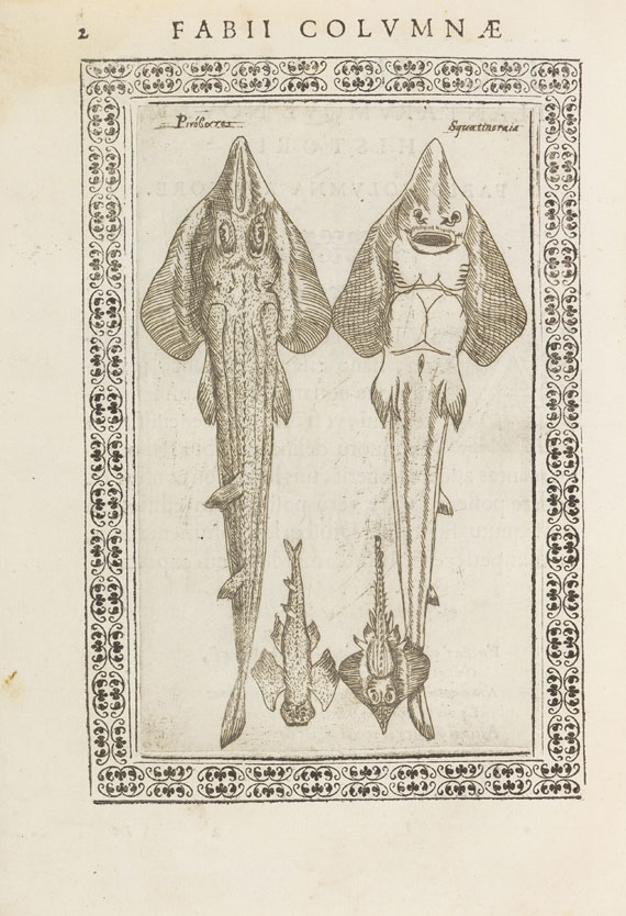 Fabius Columna - Phytobasanos sive Plantarum. 1592. - Autre image