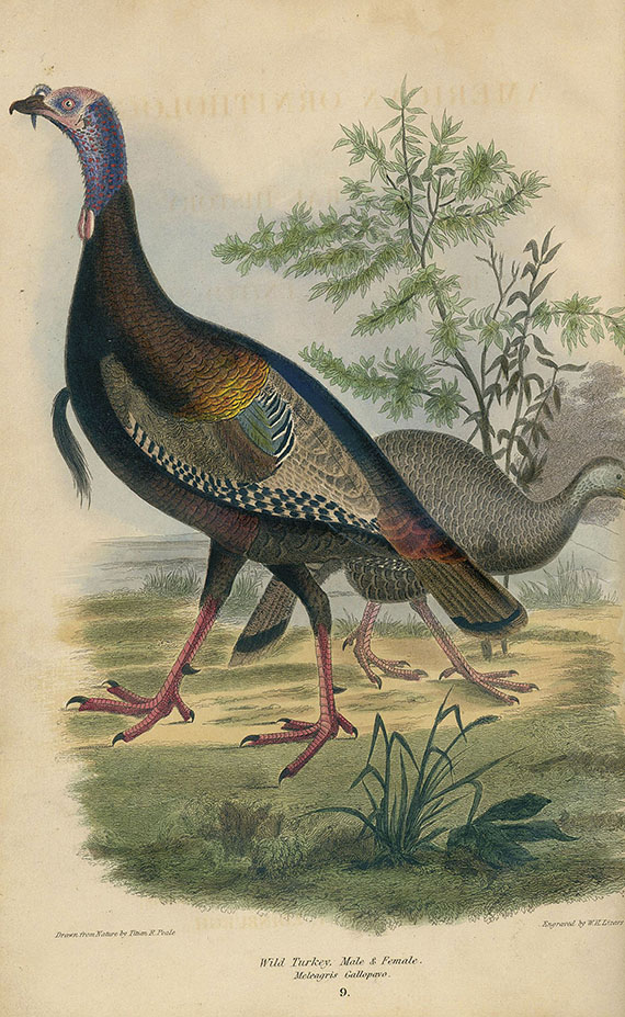 Alexander Wilson - American ornithology. 1832. 3 Bde. - Autre image