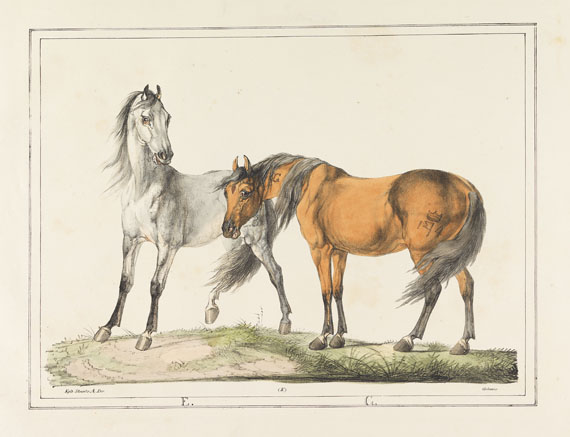 Christian David Gebauer - Det kongelige danske Stutterei. 1822. - Autre image