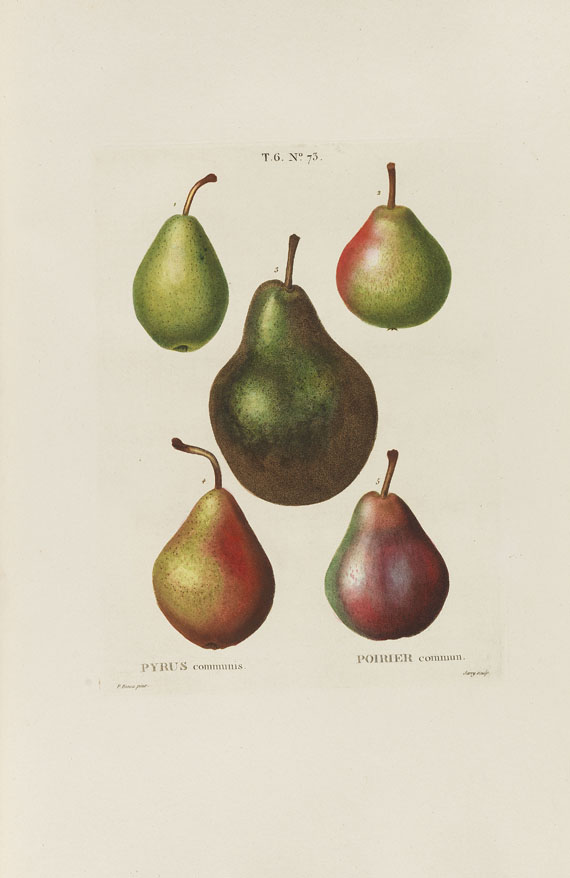 Henri Louis Duhamel du Monceau - Trait des arbres et arbustes. 7 Bde. 1800-1819. - Autre image