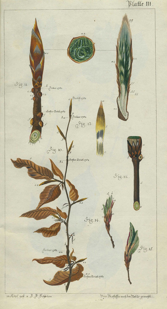 Friedr. Aug. Ludw. von Burgsdorf - Geschichte vorzüglicher Holzarten. Tafelband.  1783-87