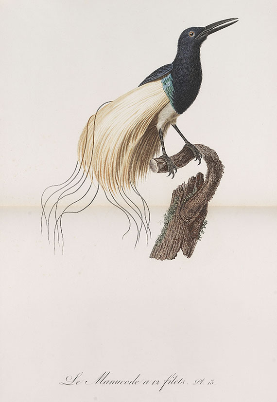 Jean Baptiste Audebert - Histoire naturell. 1802