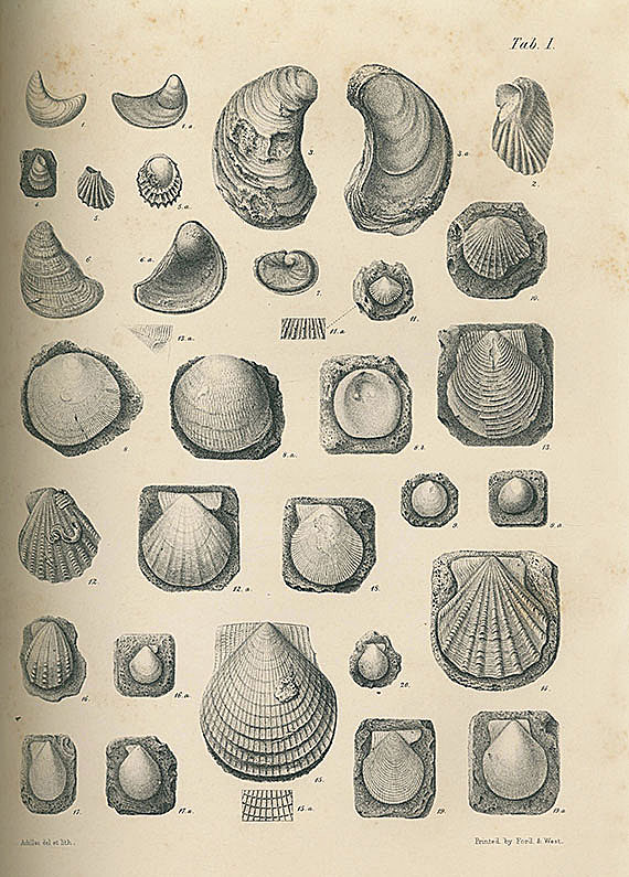   - Mollusken und Conchylien. 16 Bde.