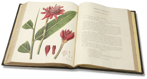 William Roscoe - Monandrian Plants, 1828 - Autre image