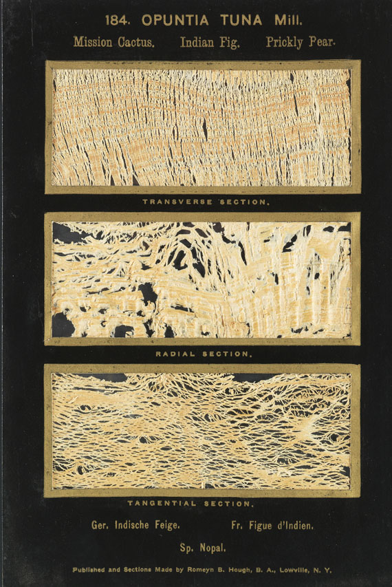 Romeyn Beck Hough - The American Woods. 3 Textbde. und 14 Kassetten mit Tafeln. Zus. 17 Bde. - Autre image