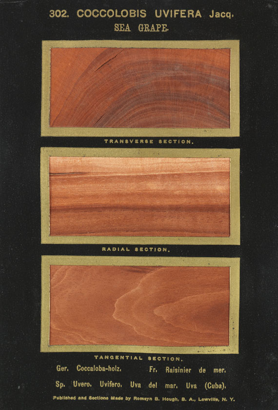 Romeyn Beck Hough - The American Woods. 3 Textbde. und 14 Kassetten mit Tafeln. Zus. 17 Bde. - Autre image