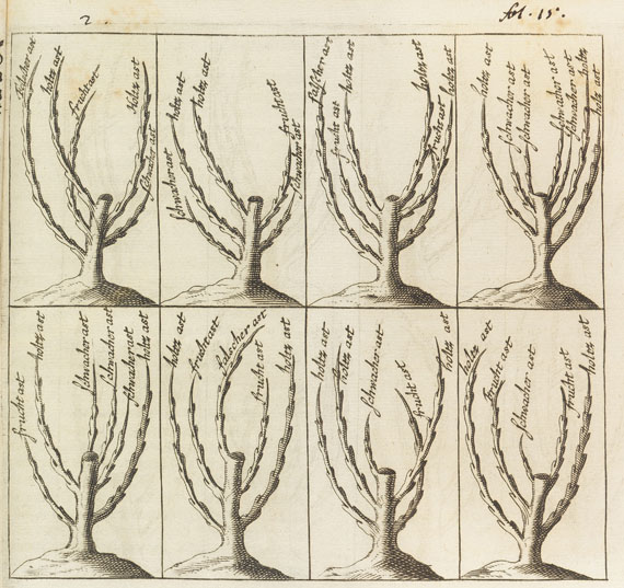 Georg Liegelsteiner - Wohlerfahrner Zwerg-Baum-Meister. 1703