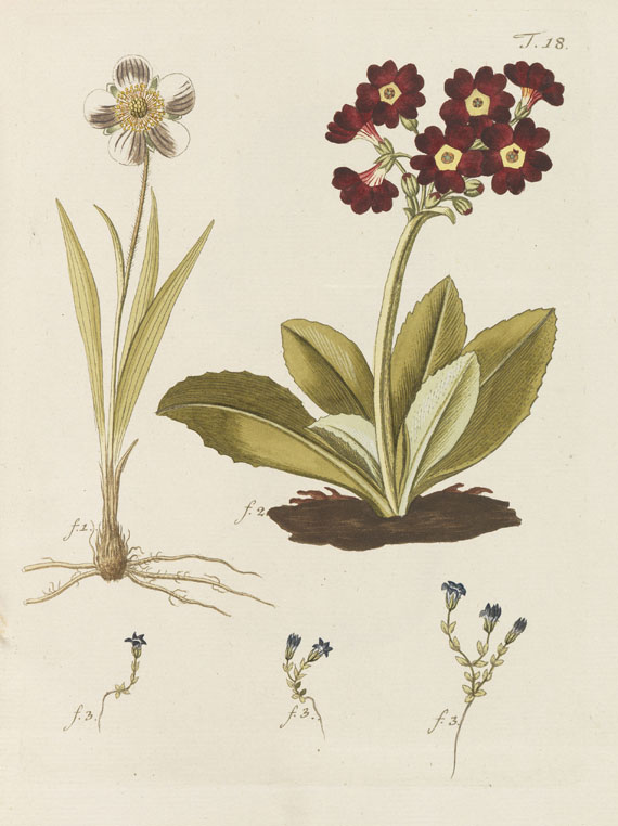 Nicolaus Joseph Jacquin - Miscellanea Austriaca ad botanicam - Autre image
