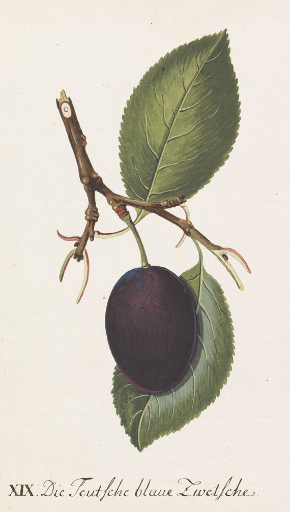  Obst - 64 Bll. Früchte (Sickler-Aquarelle, Weinmann etc.) - Autre image