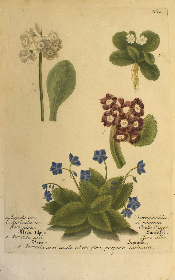  Blumen und Pflanzen - Ca. 290 Bll. Blumen (Weinmann, Blackwell, Redouté etc.). - Autre image