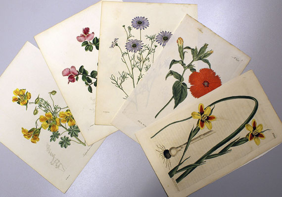 Blumen und Pflanzen - Ca. 700 Bll. Blumen (Curtis, Maund, Botanical Cabinet, Ladies Flowergarden etc.).