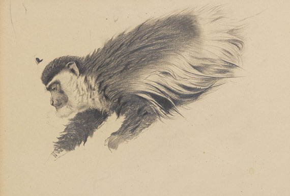 Wilhelm Kuhnert - Afrikanischer Hundsaffe / Stummelaffe (Colobus guereza)