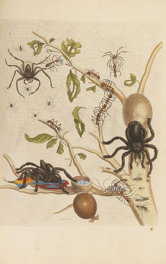 Maria Sibylla Merian - Surinaamsche Insecten. Amsterdam 1730 - Autre image