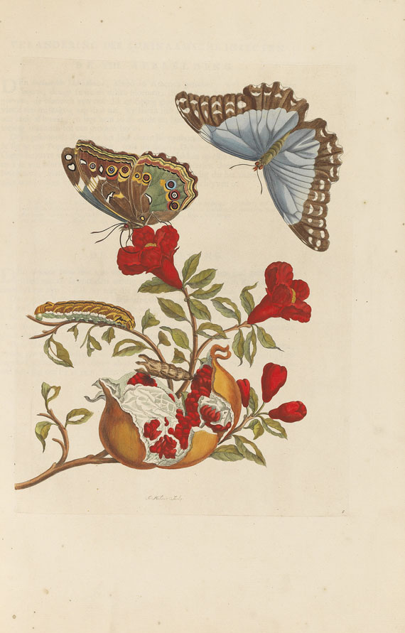 Maria Sibylla Merian - Surinaamsche Insecten. Amsterdam 1730 - Autre image