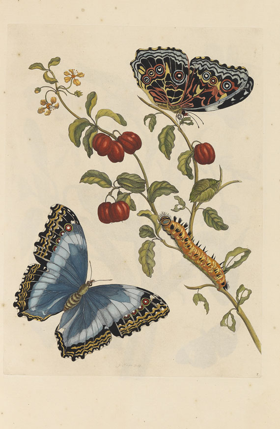 Maria Sibylla Merian - Surinaamsche Insecten. Amsterdam 1730 - Autre image