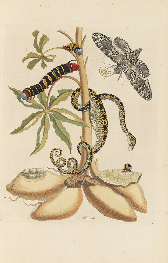 Maria Sibylla Merian - Surinaamsche Insecten. Amsterdam 1730 - Autre image