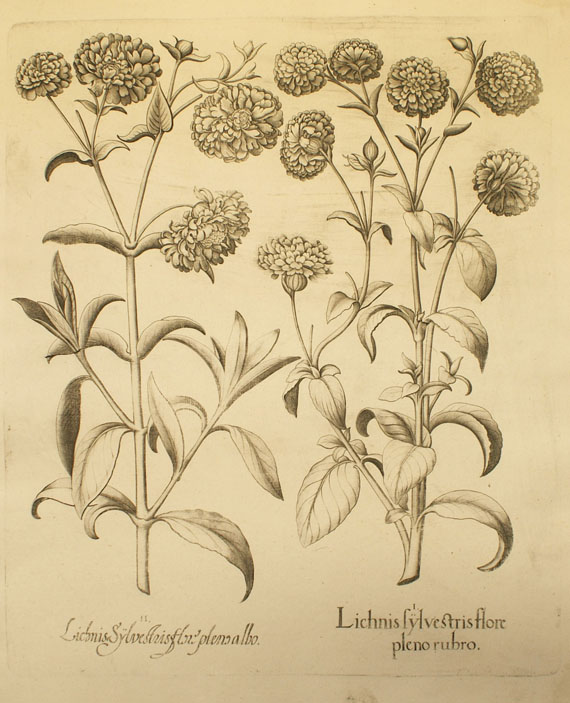  Blumen und Pflanzen - 8 Bll. Blumenkupfer aus Hortus Eystettensis. - Autre image