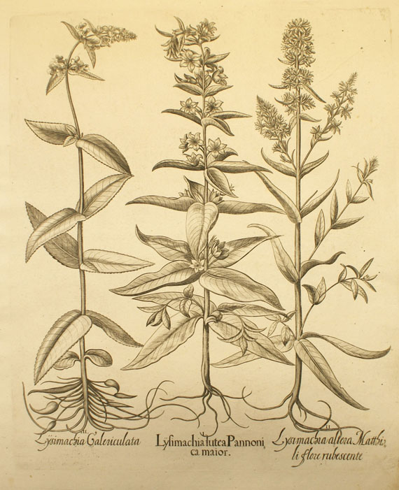  Blumen und Pflanzen - 8 Bll. Blumenkupfer aus Hortus Eystettensis. - Autre image