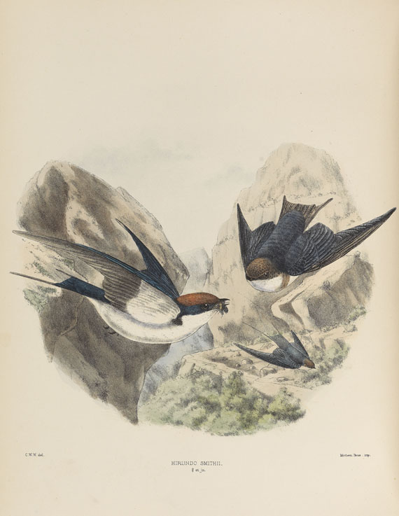 Richard Bowdler Sharpe - Hirundinidae - Autre image