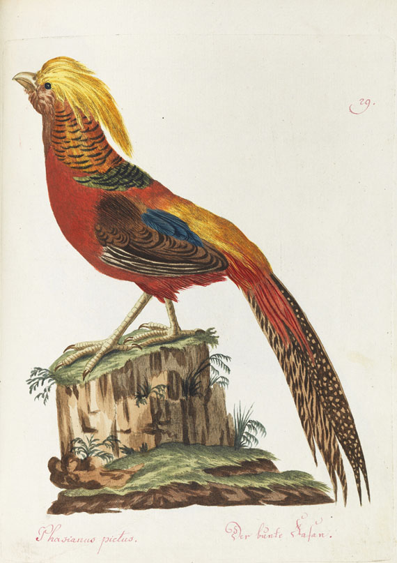Joachim J. Nepomuk Spalowsky - Beytrag zur Naturgeschichte der Vögel. Bd. I-IV, zus. 4 Bde. - Autre image
