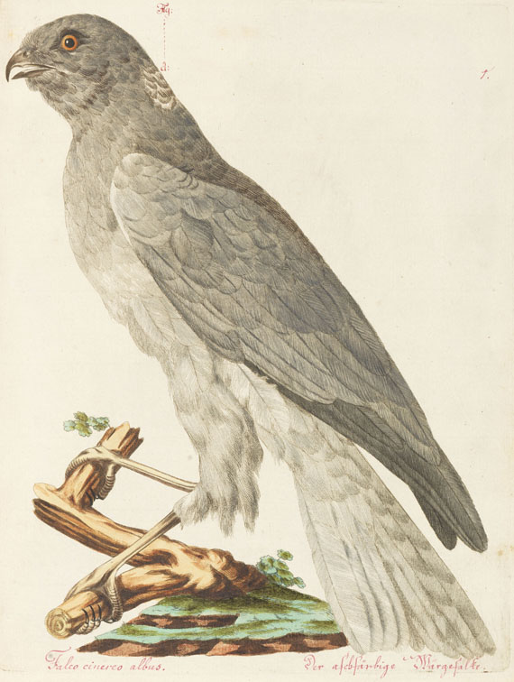 Joachim J. Nepomuk Spalowsky - Beytrag zur Naturgeschichte der Vögel. Bd. I-IV, zus. 4 Bde. - Autre image