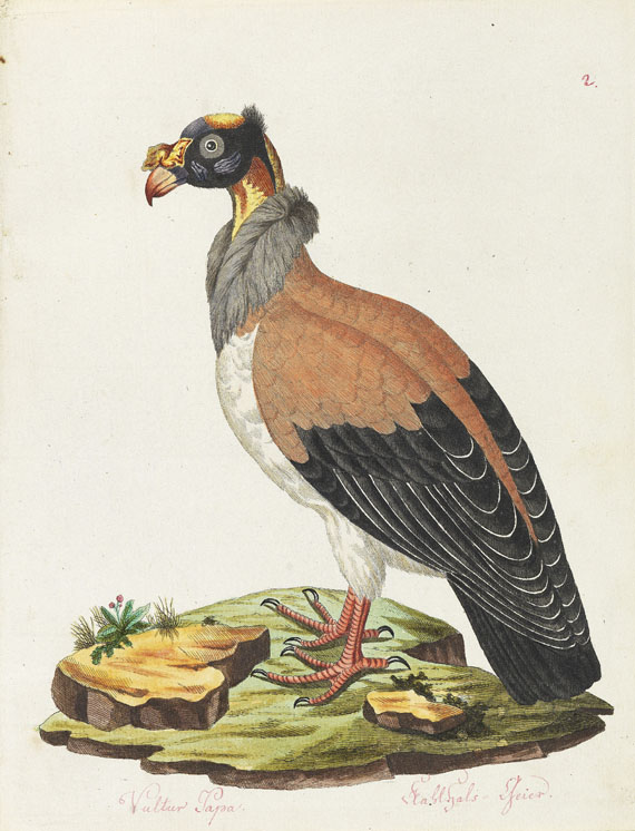 Joachim J. Nepomuk Spalowsky - Beytrag zur Naturgeschichte der Vögel. Bd. I-IV, zus. 4 Bde. - Autre image