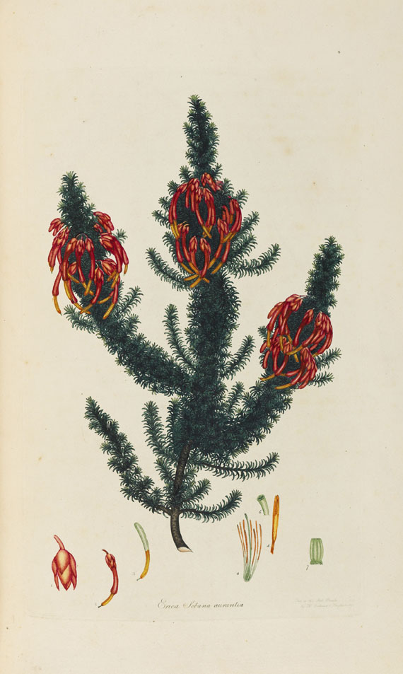 Henry Charles Andrews - Coloured engravings of heaths - Autre image