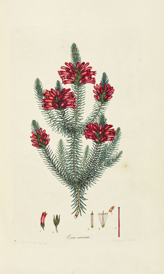 Henry Charles Andrews - Coloured engravings of heaths