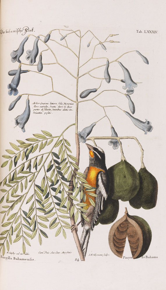 Johann Michael Seligmann - Sammlung seltener Vögel - Autre image