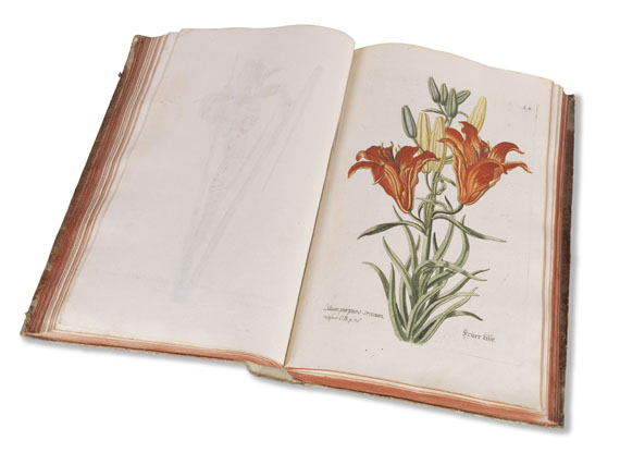Georg Wolfgang Knorr - Regnum florae - Autre image