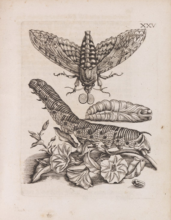 Maria Sibylla Merian - Der Raupen Verwandelung - Autre image